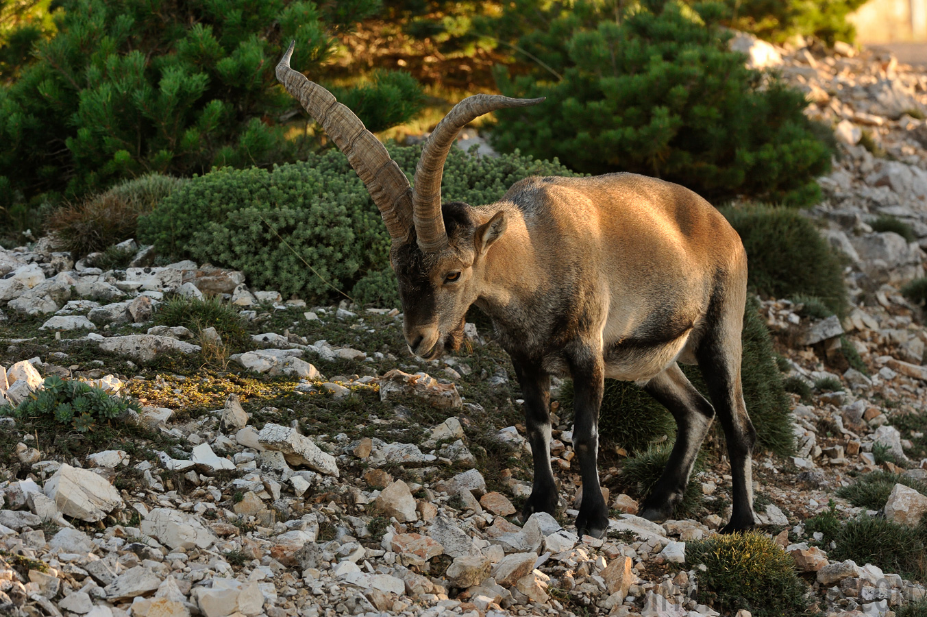 Capra pyrenaica hispanica [370 mm, 1/400 sec at f / 9.0, ISO 1600]